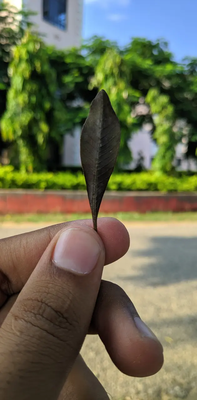 The leaf