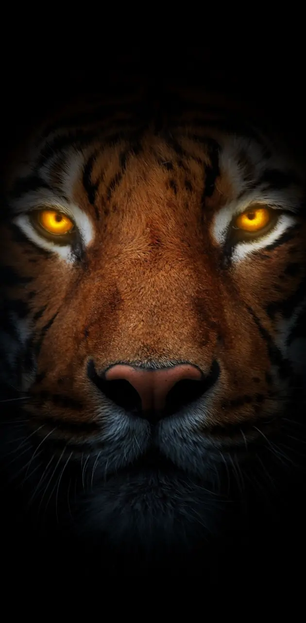 Eye of the tiger