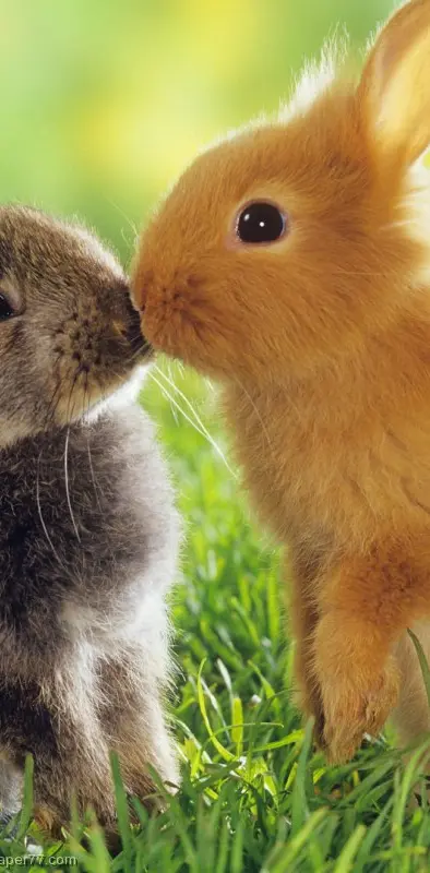 Kissing Rabbits