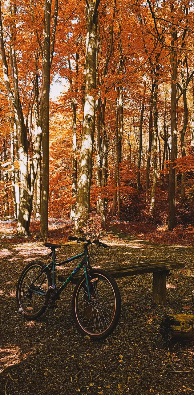 Bike in nature