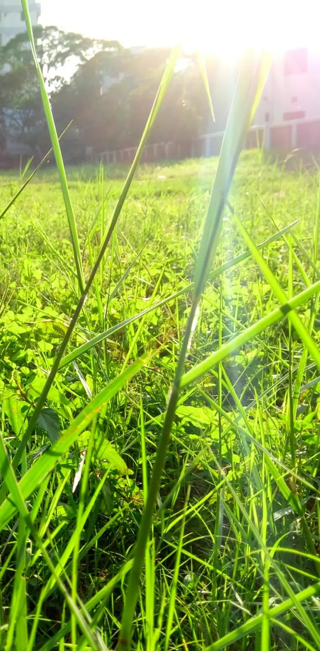 simply grass