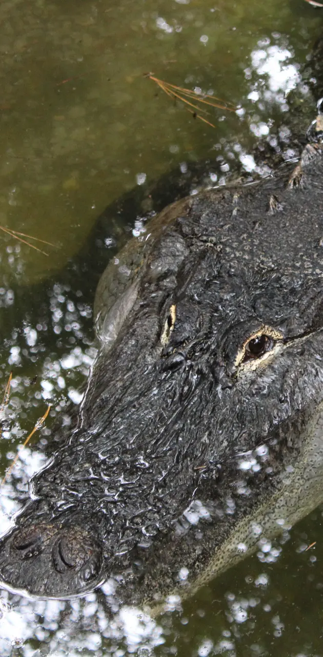 Alligator 