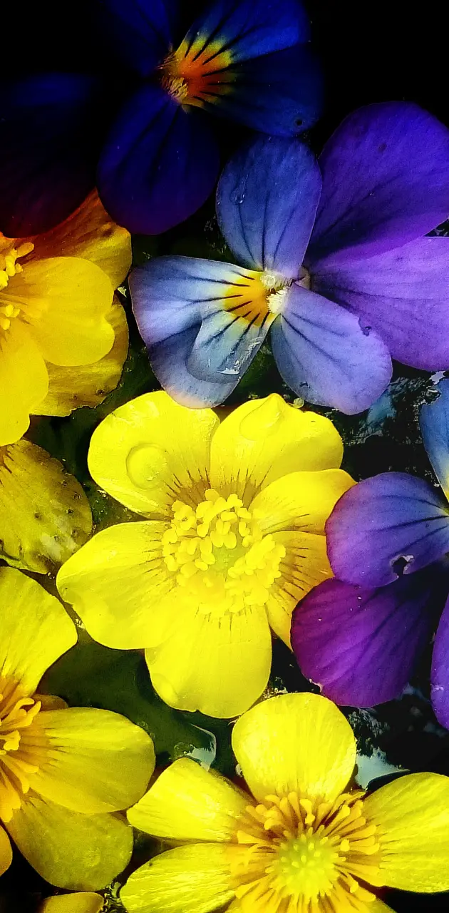 Multicolor flower