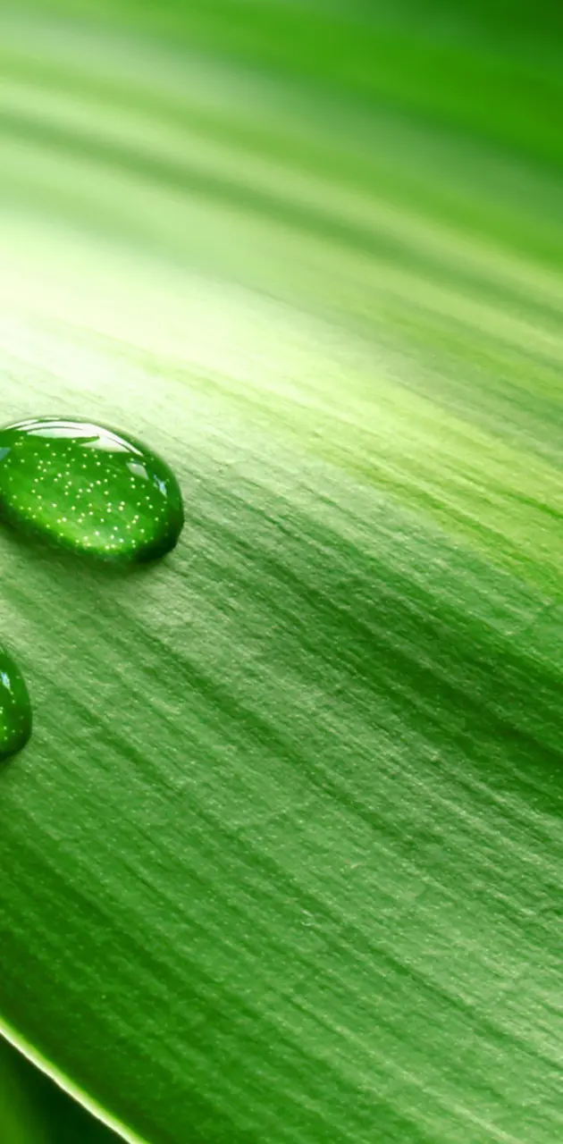 green leaf dew
