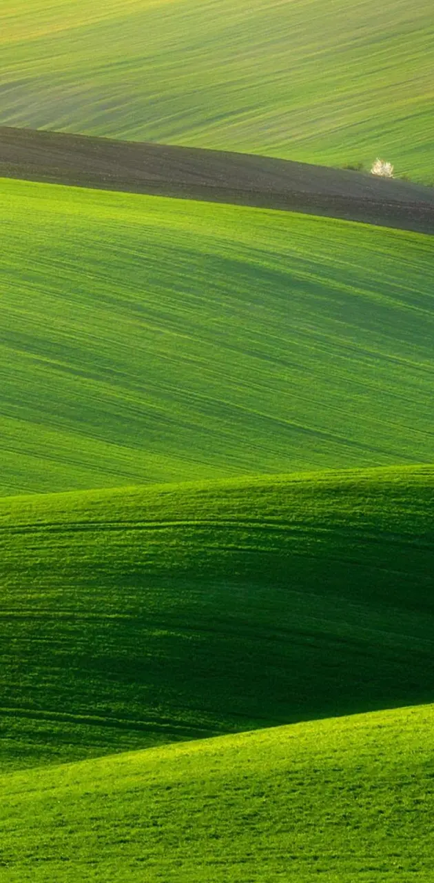 Green hills