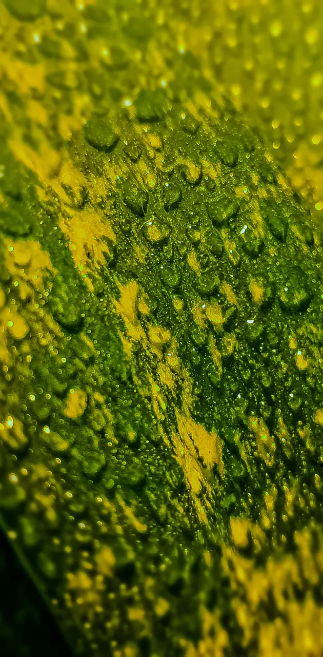 Green yellow leave wal