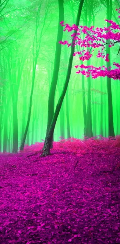 colorful forest