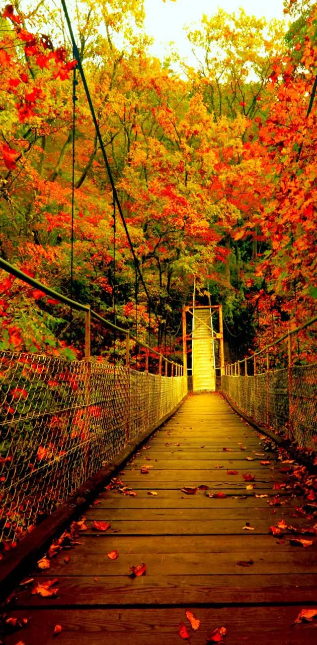 Autumn Forest Bridge