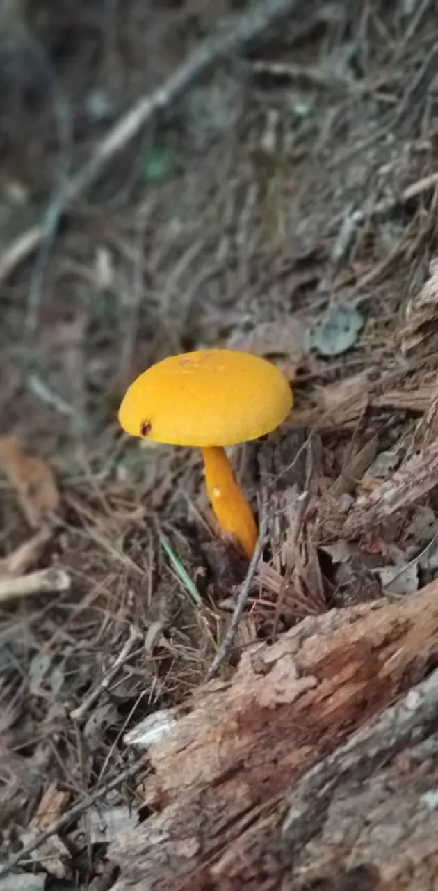 Little mushroom