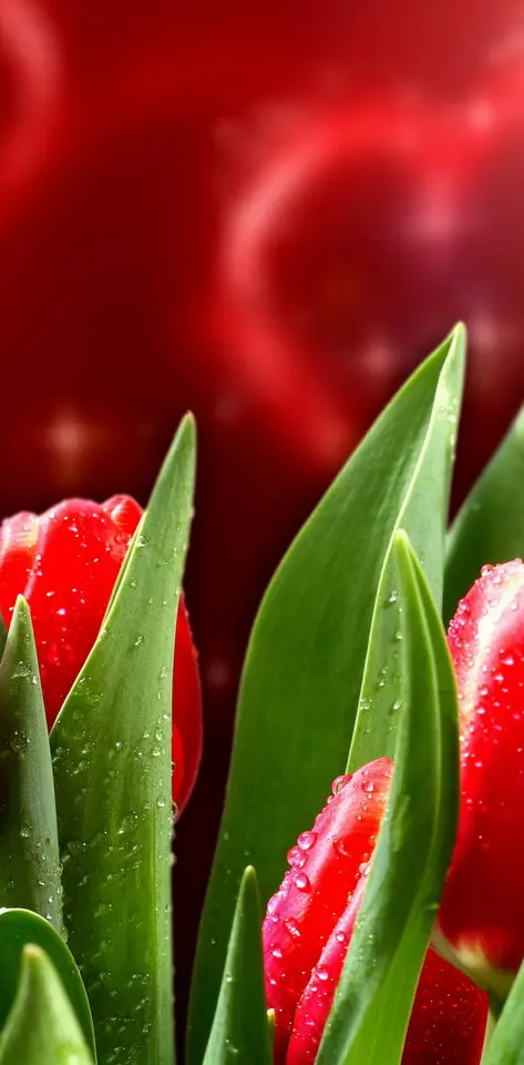 Tulips With Love