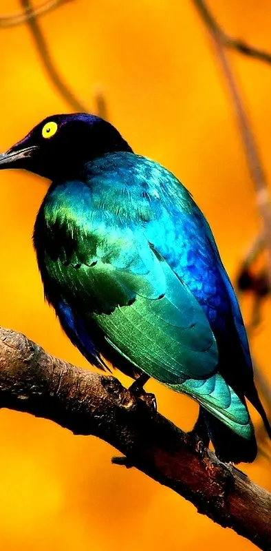 blue bird