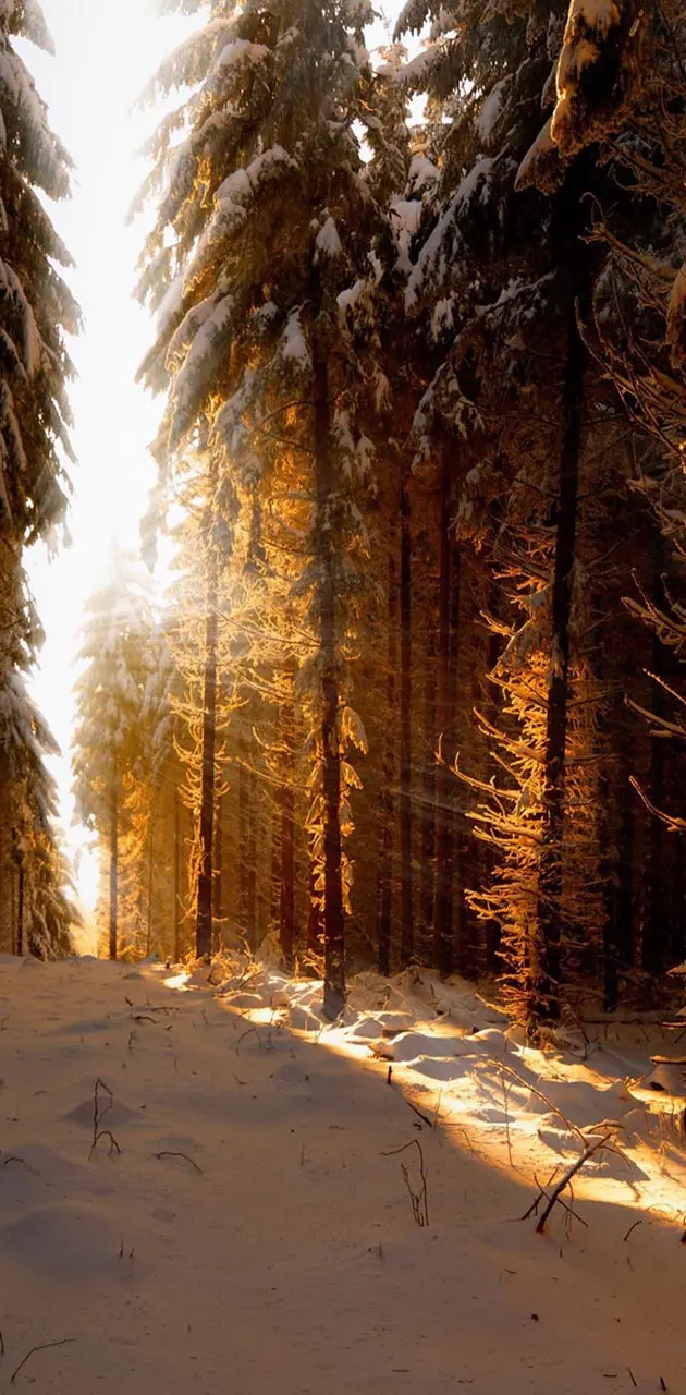 Winter snow forest