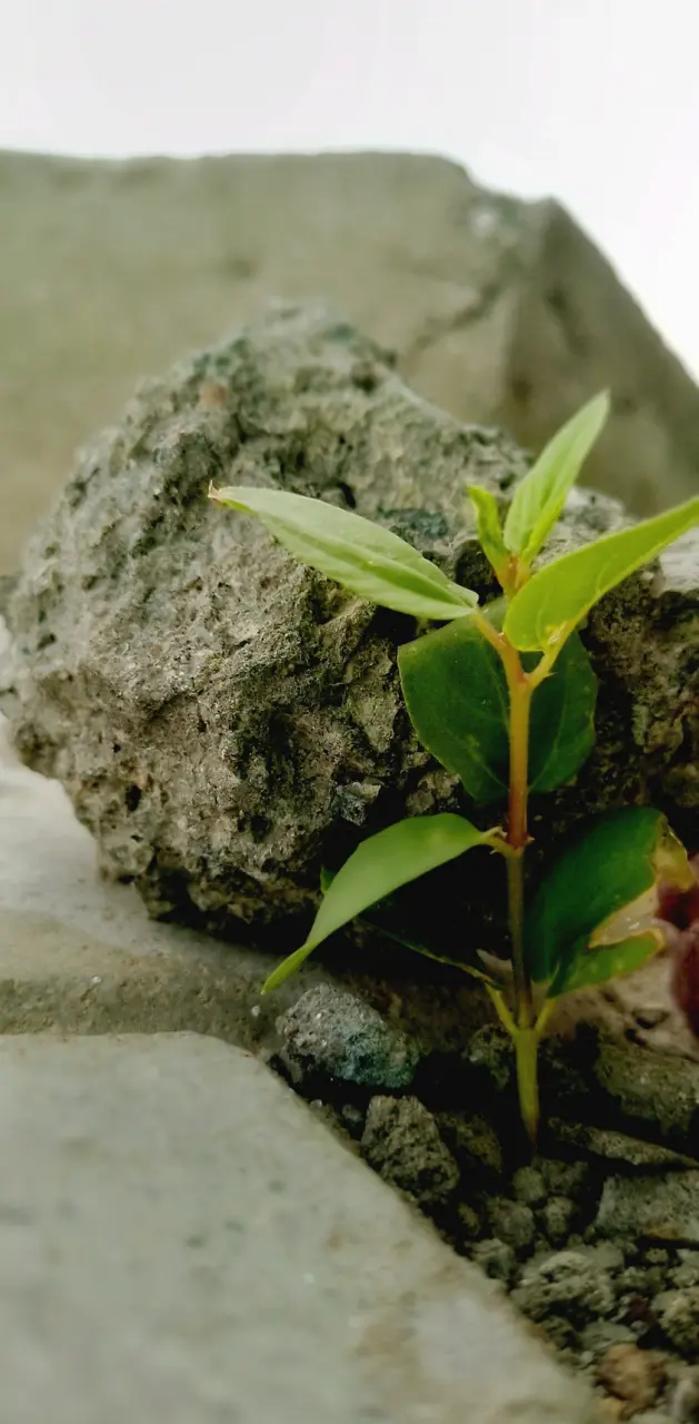 Plant in the stone