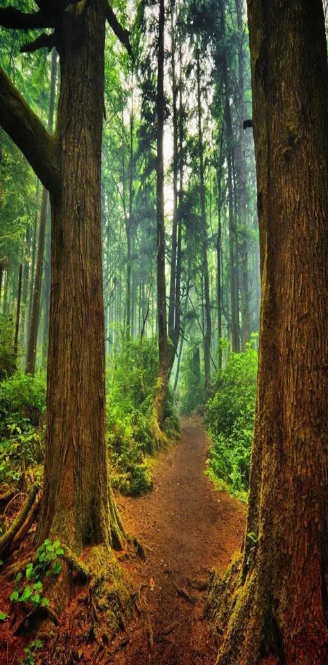 Path Forest