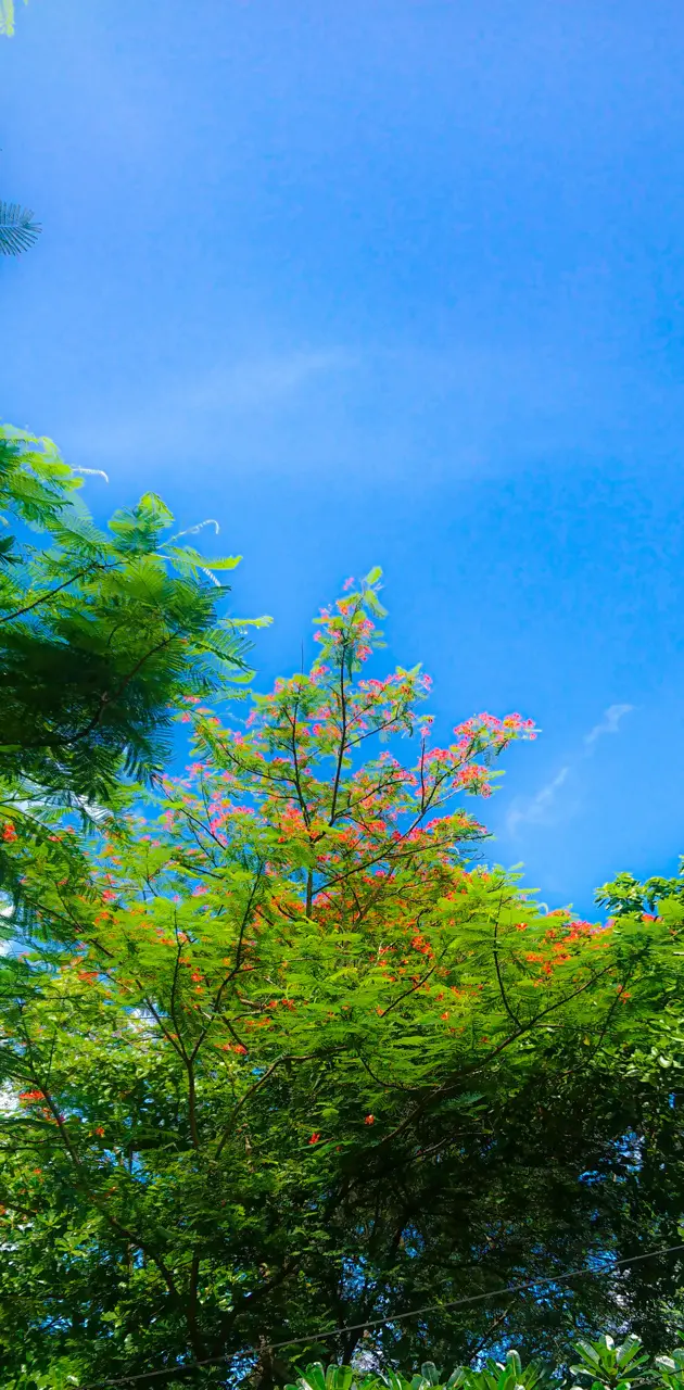 Blue Sky and Tree