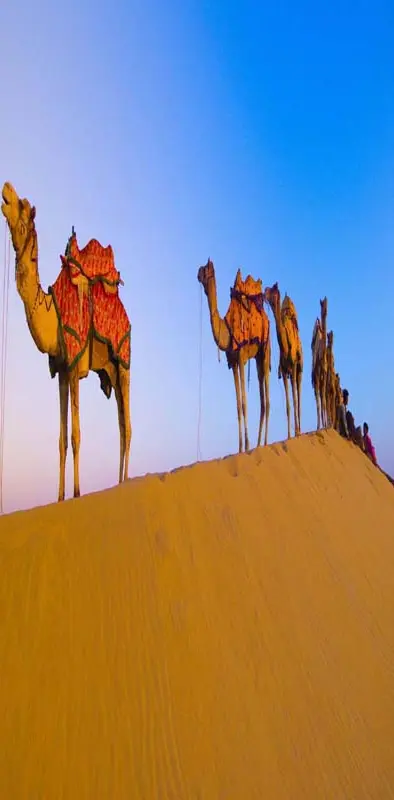Desert camel