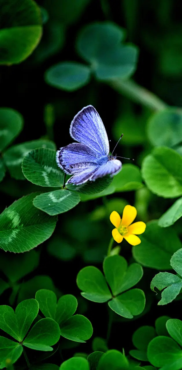 Butterfly and clover
