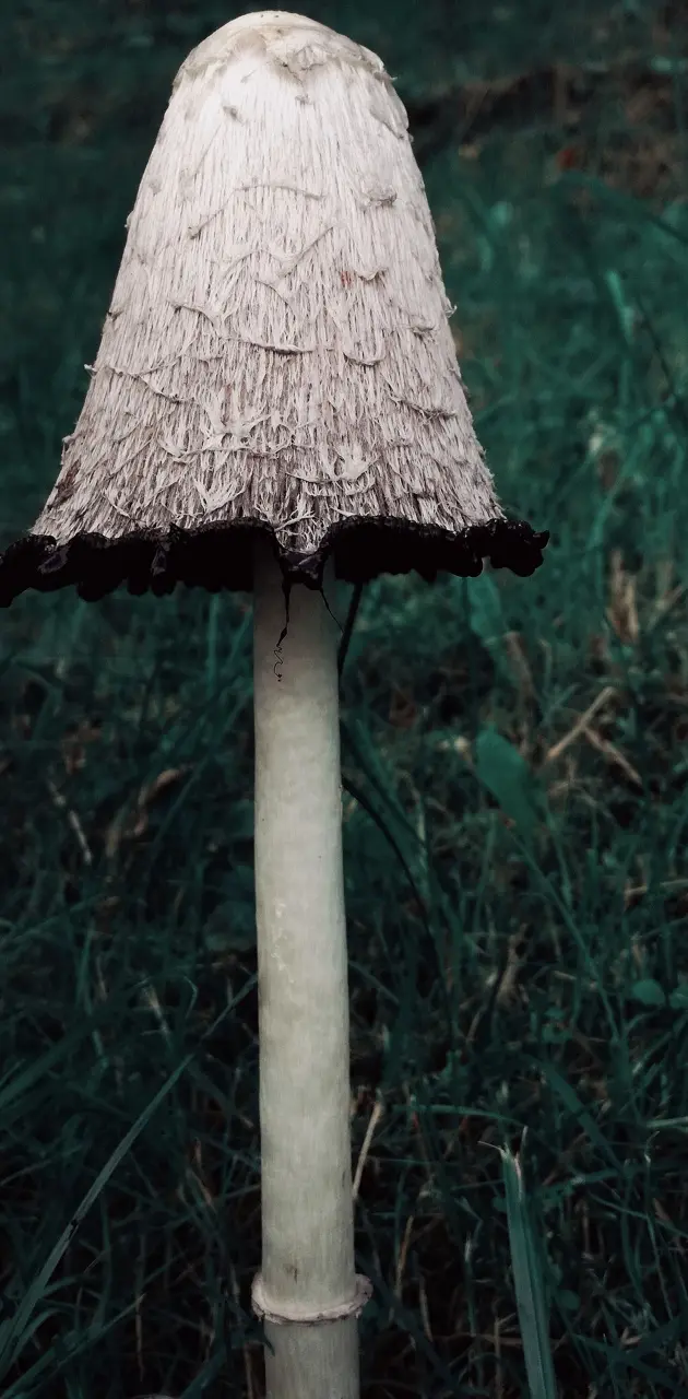 inkcap tumblr fungus