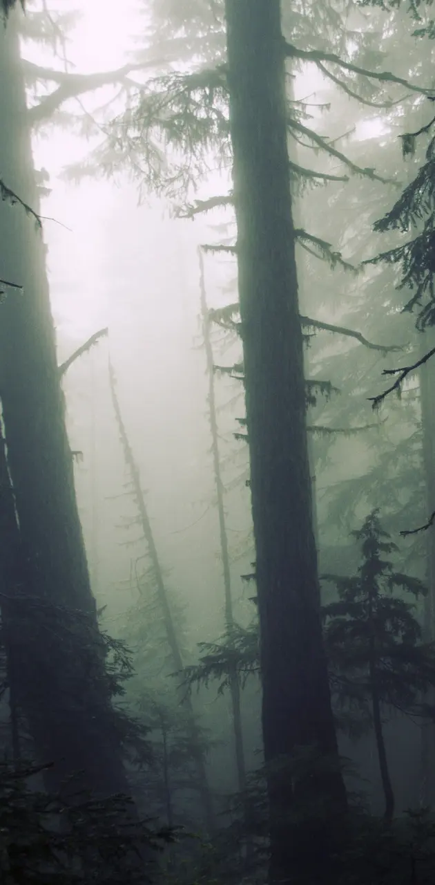 Night Forest Fog