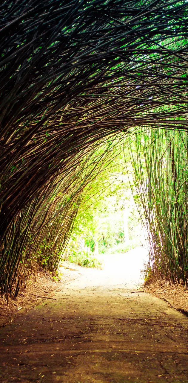 bamboo corridor