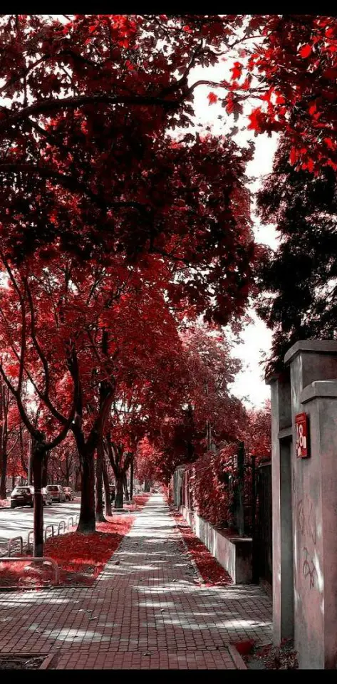 Peaceful Red Trees