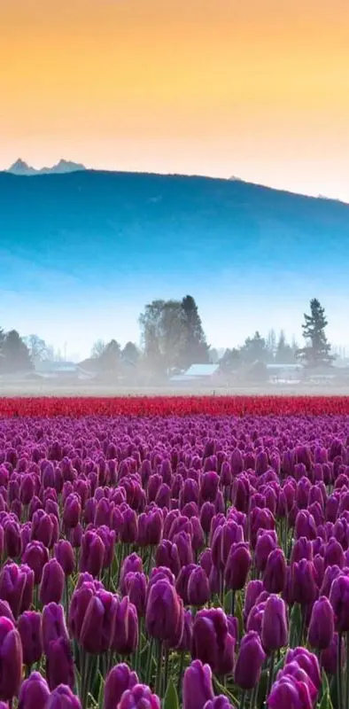 Purple Tulips Field