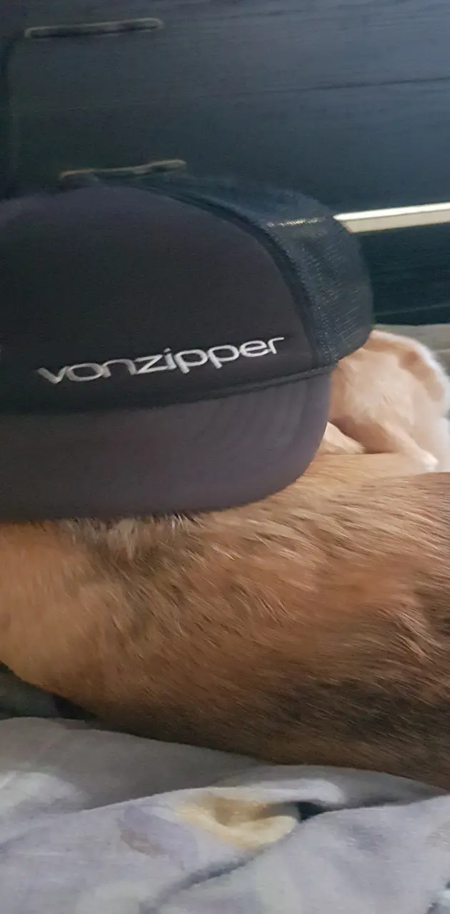 Hat wearing beagle