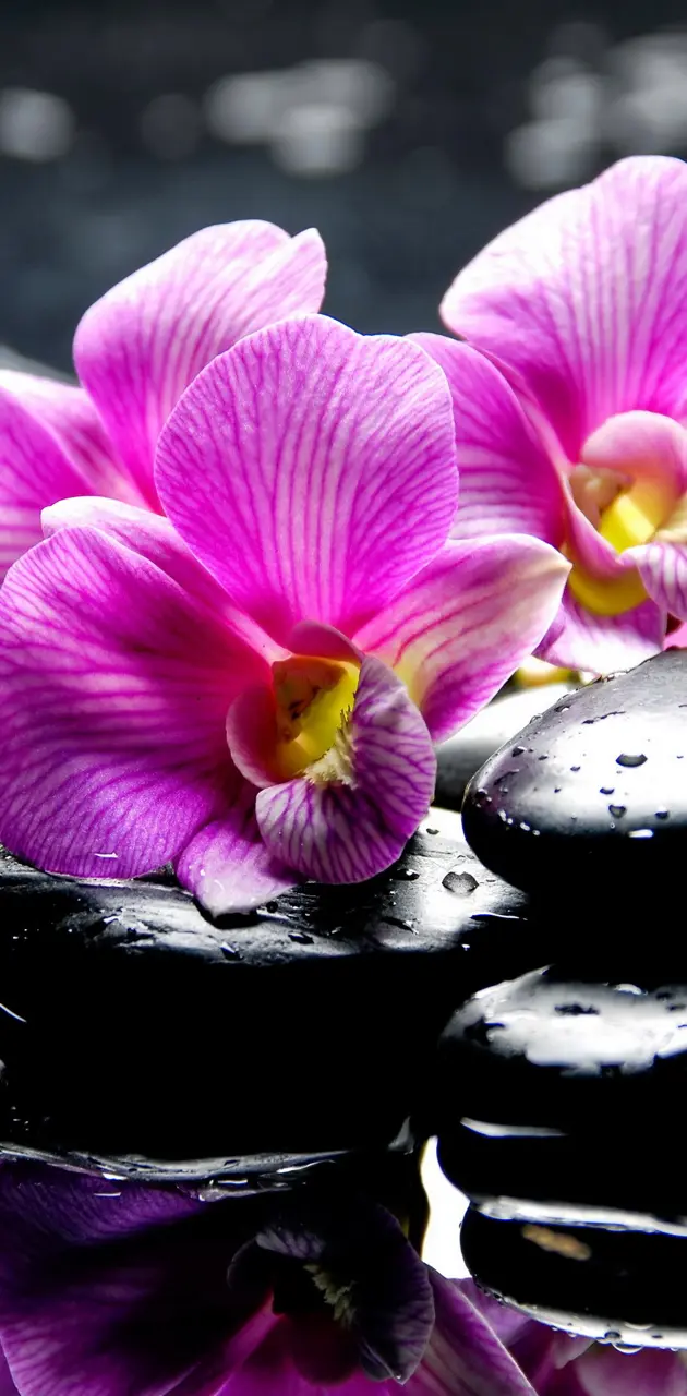 Spa Orchids