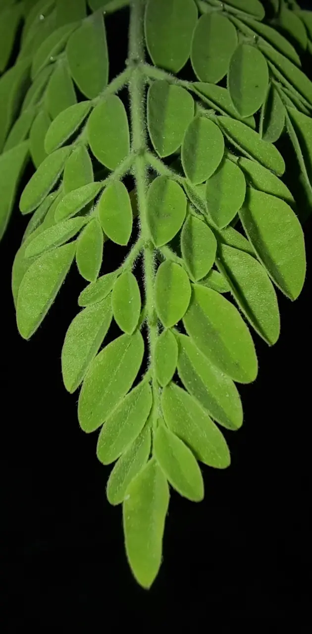 Natural Leaf 