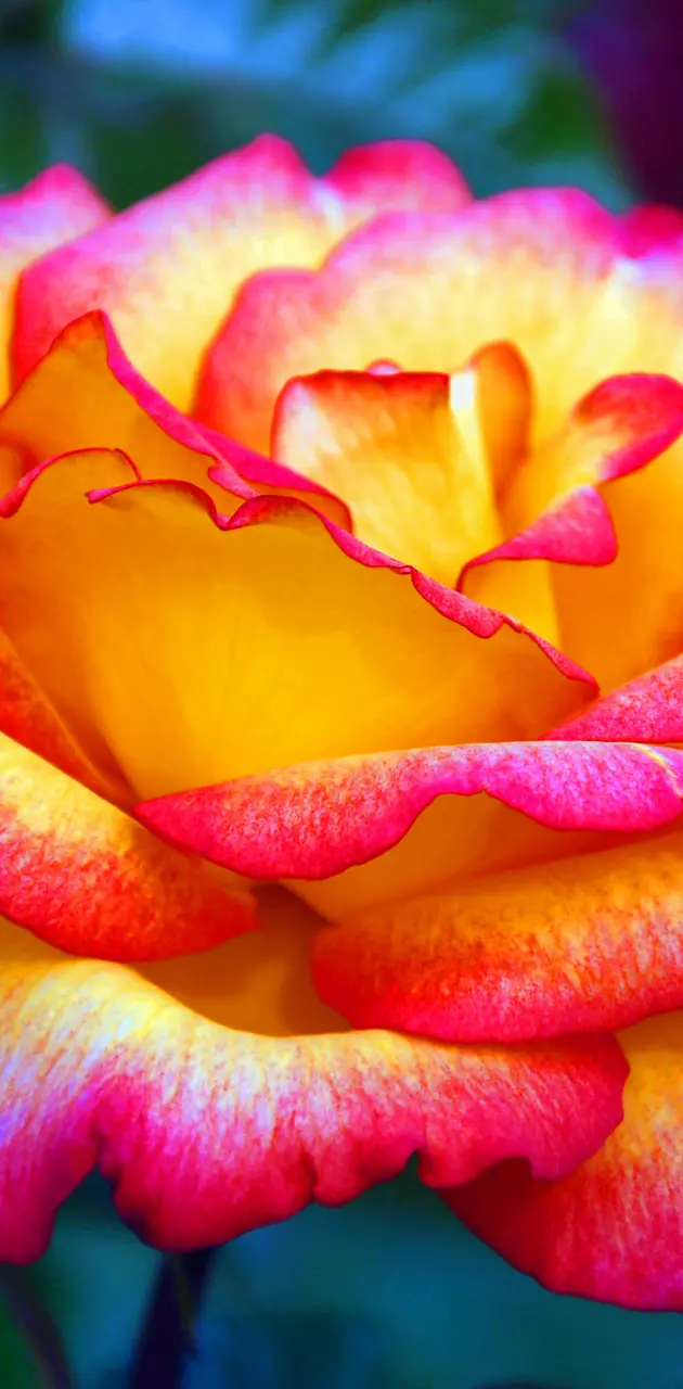 Colourful Rose