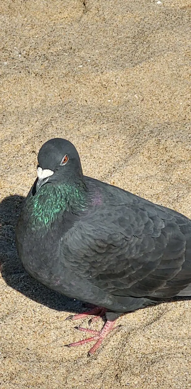 Pigeon at the Beach