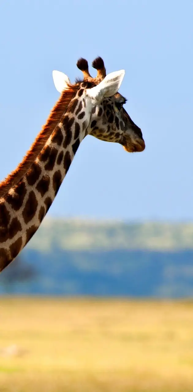 ups a giraffe