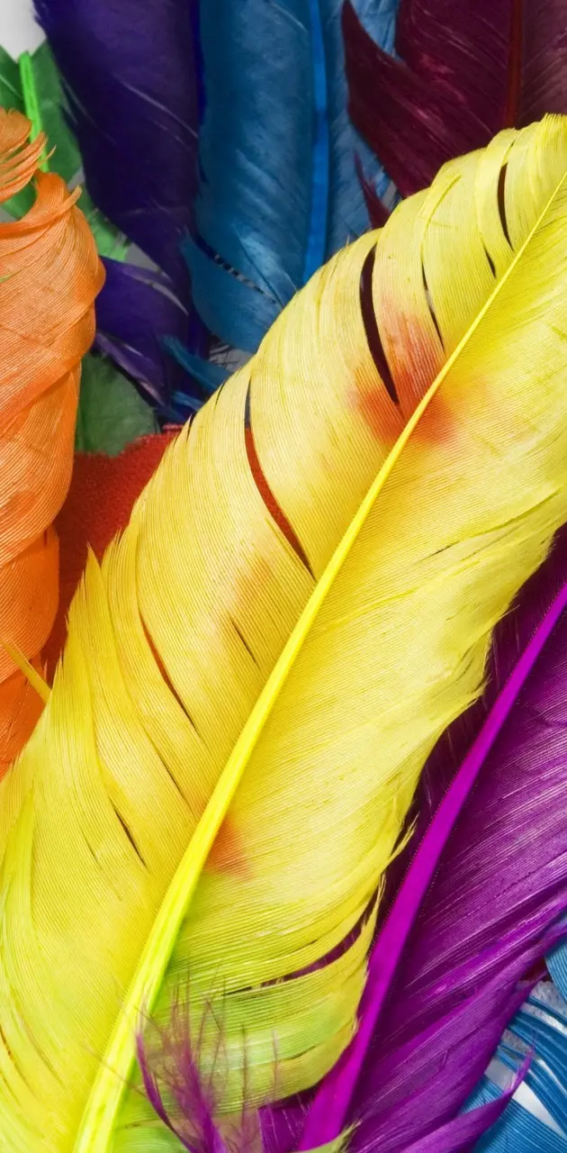 Colorful Featherz