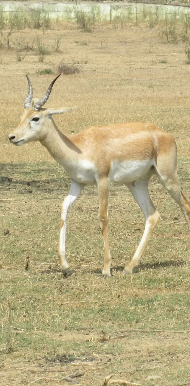 antelope basking sun