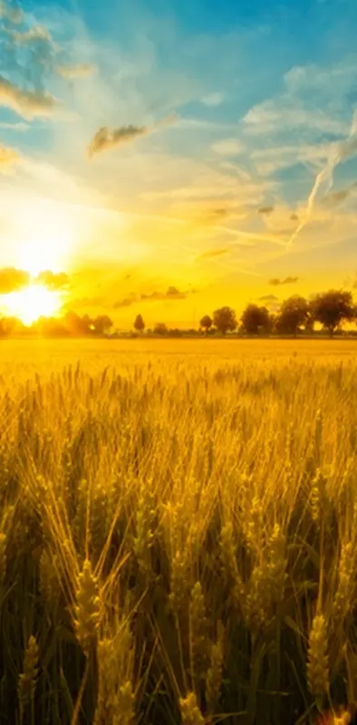 sunset wheat field