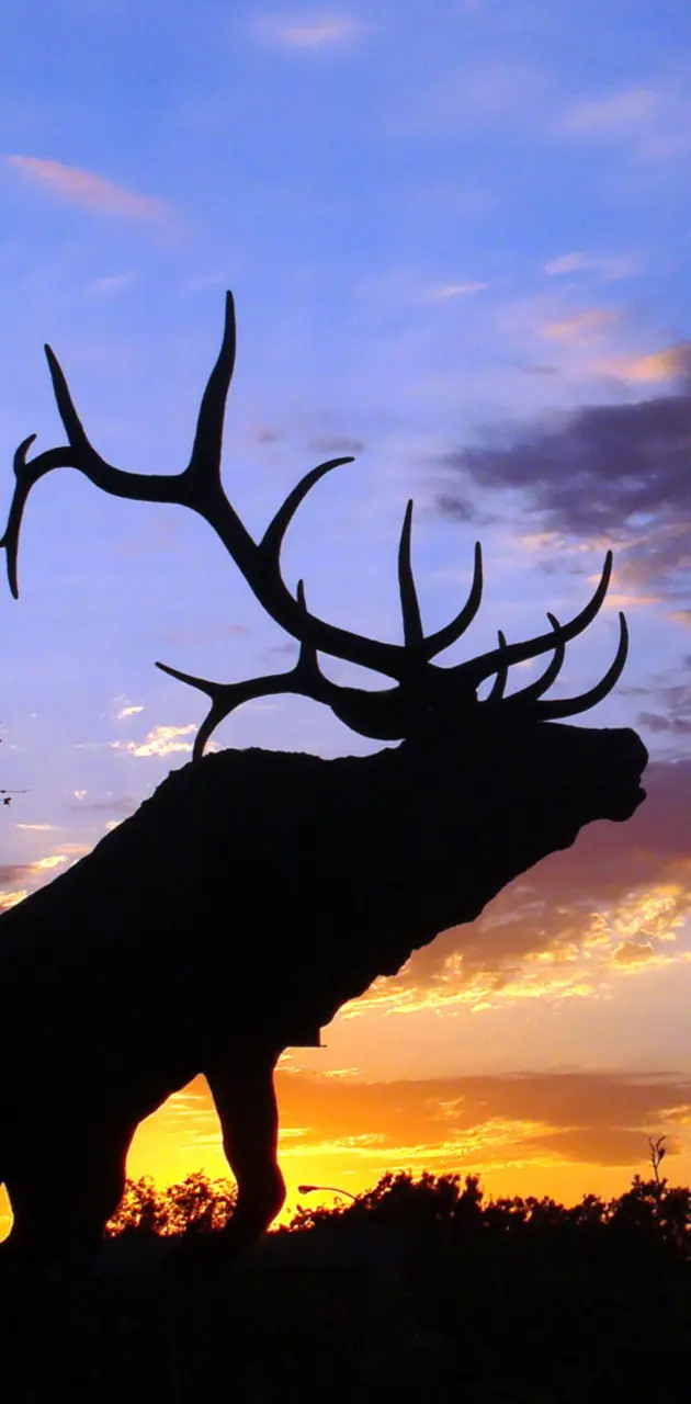Bull Elk Sunrise