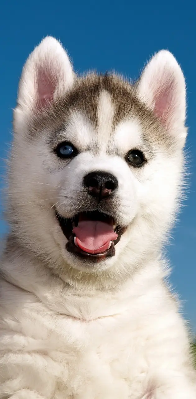 blue eyed husky puppy wallpaper
