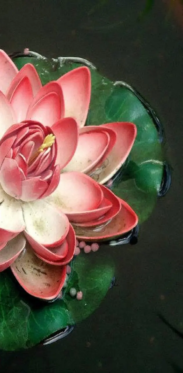 Red Lotus