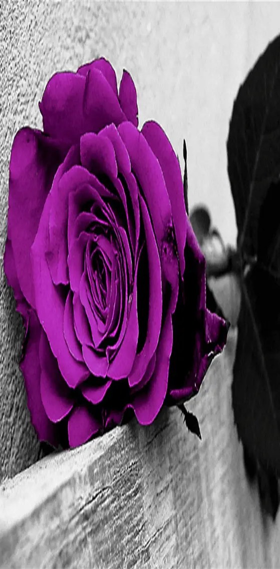 Purple   Rose