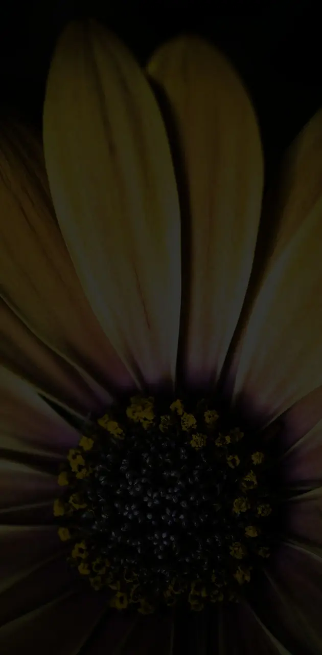 Flower dark