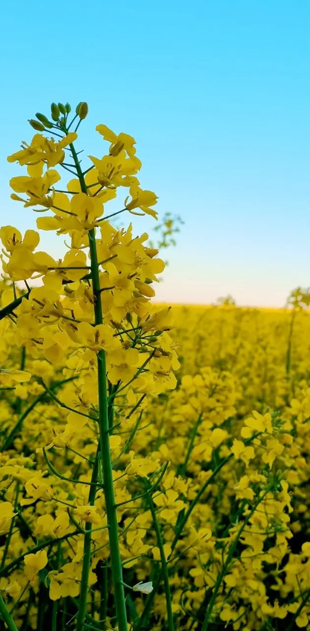 Rapeseed blossoms 