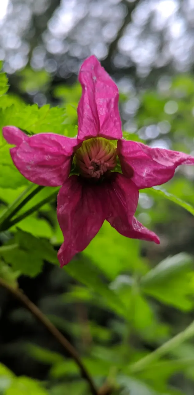 Wildwood Park flower