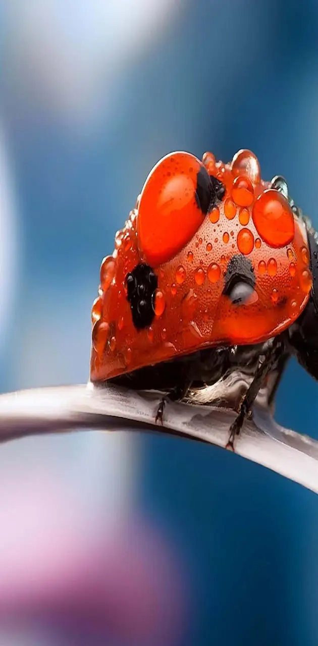 Ladybug dew drops