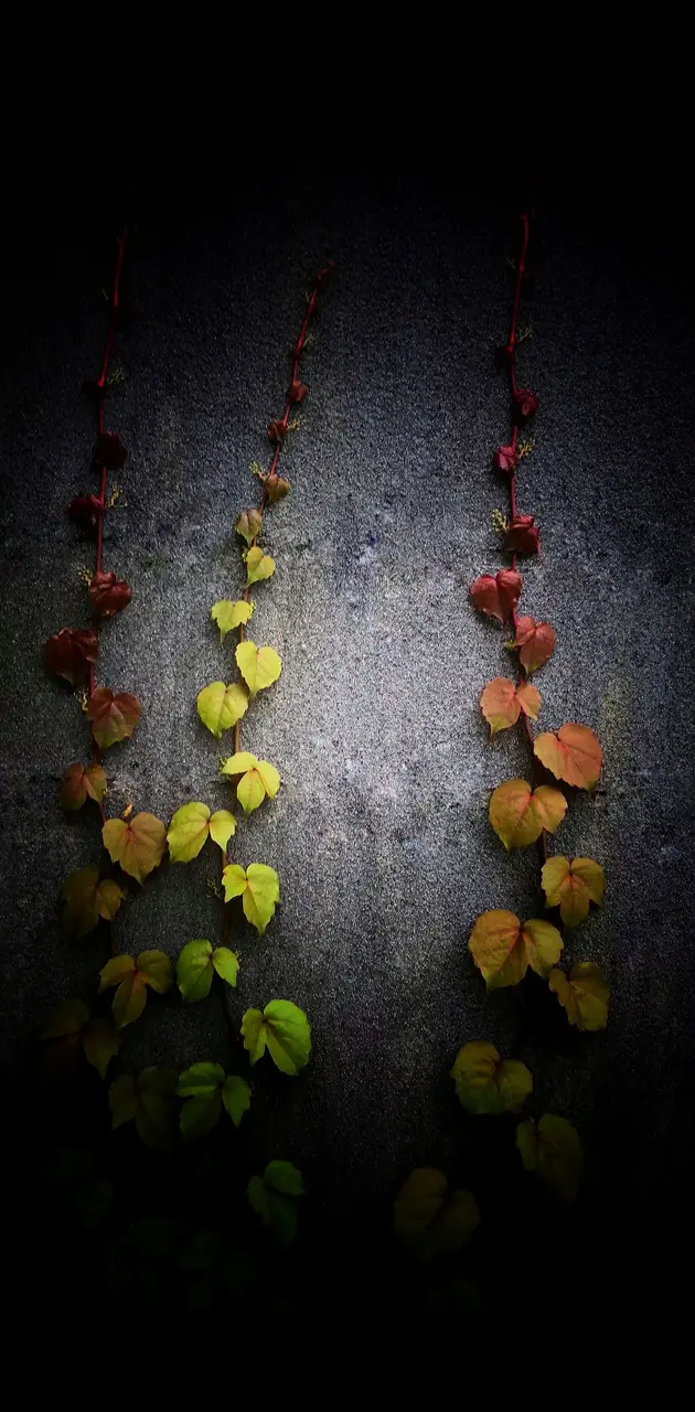hanged leaves