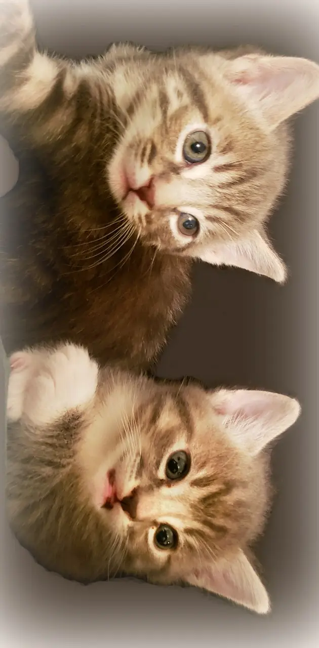 Kitten Tabby Bros