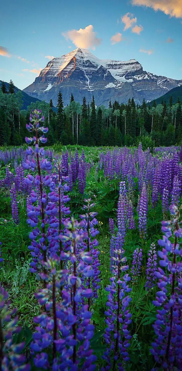 Lupines and Light