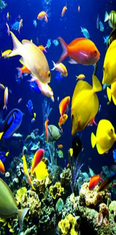 Fish Under The Sea
