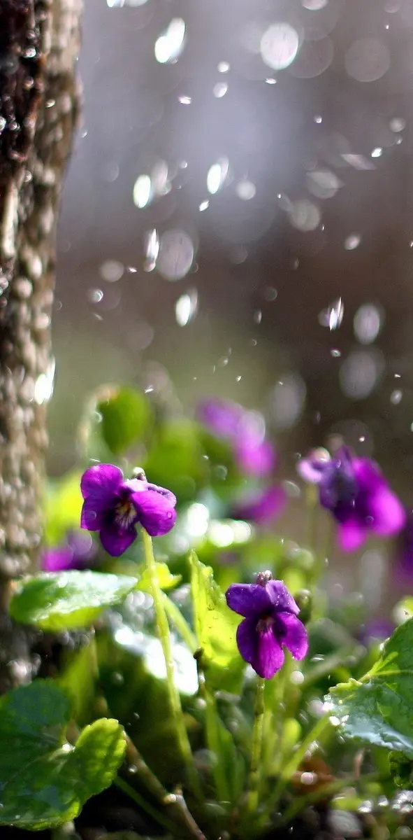 Flowers With Rain