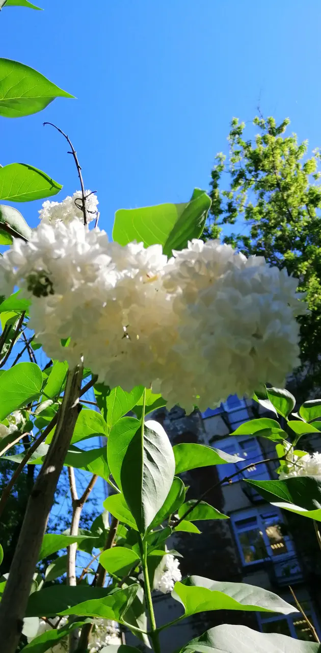 White Flowers 