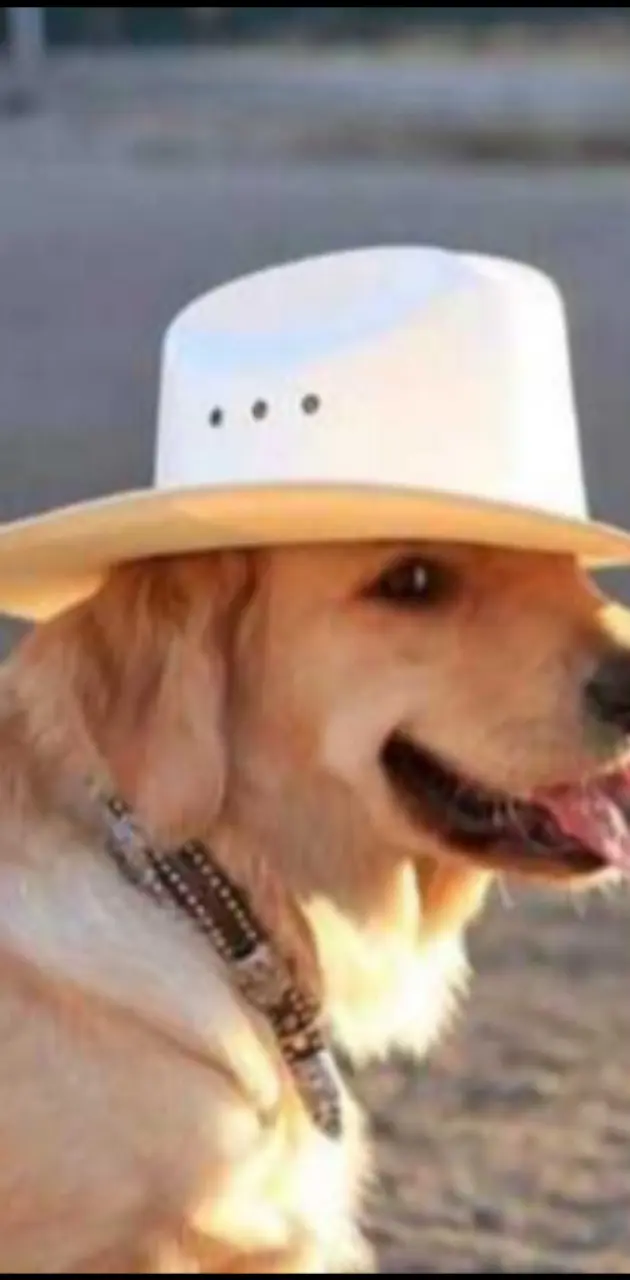 Cowboy doggo